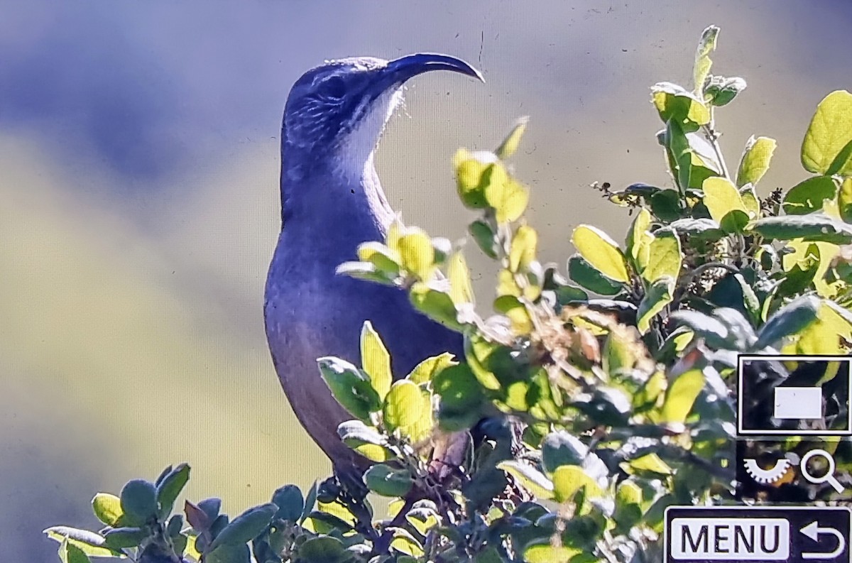 California Thrasher - ML633680770