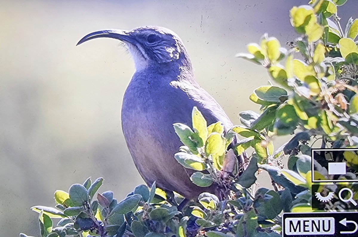 California Thrasher - ML633680771
