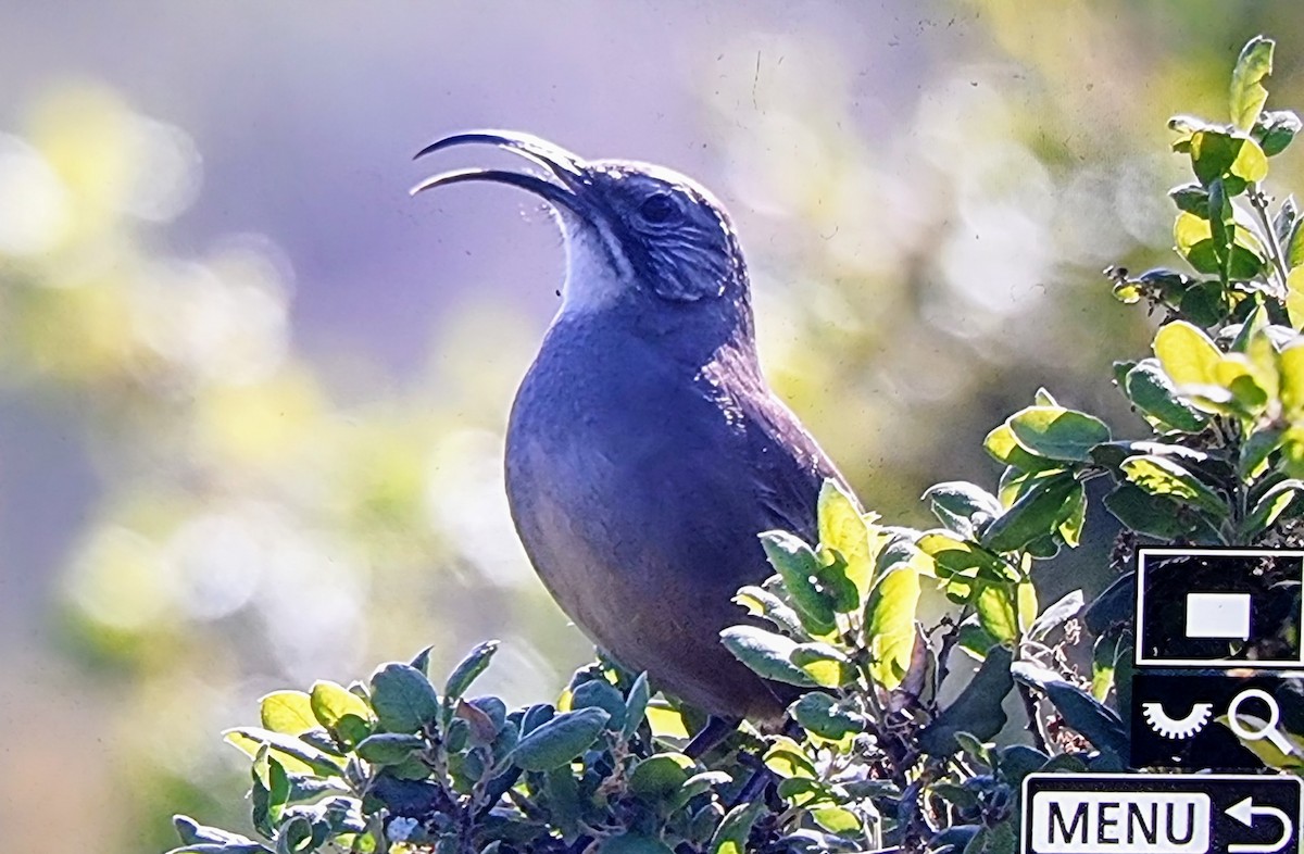 California Thrasher - ML633680772