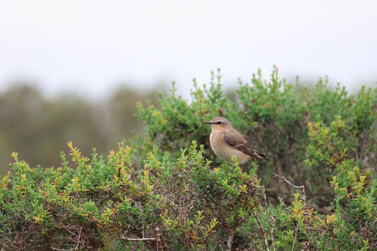 ハシグロヒタキ - ML633680774