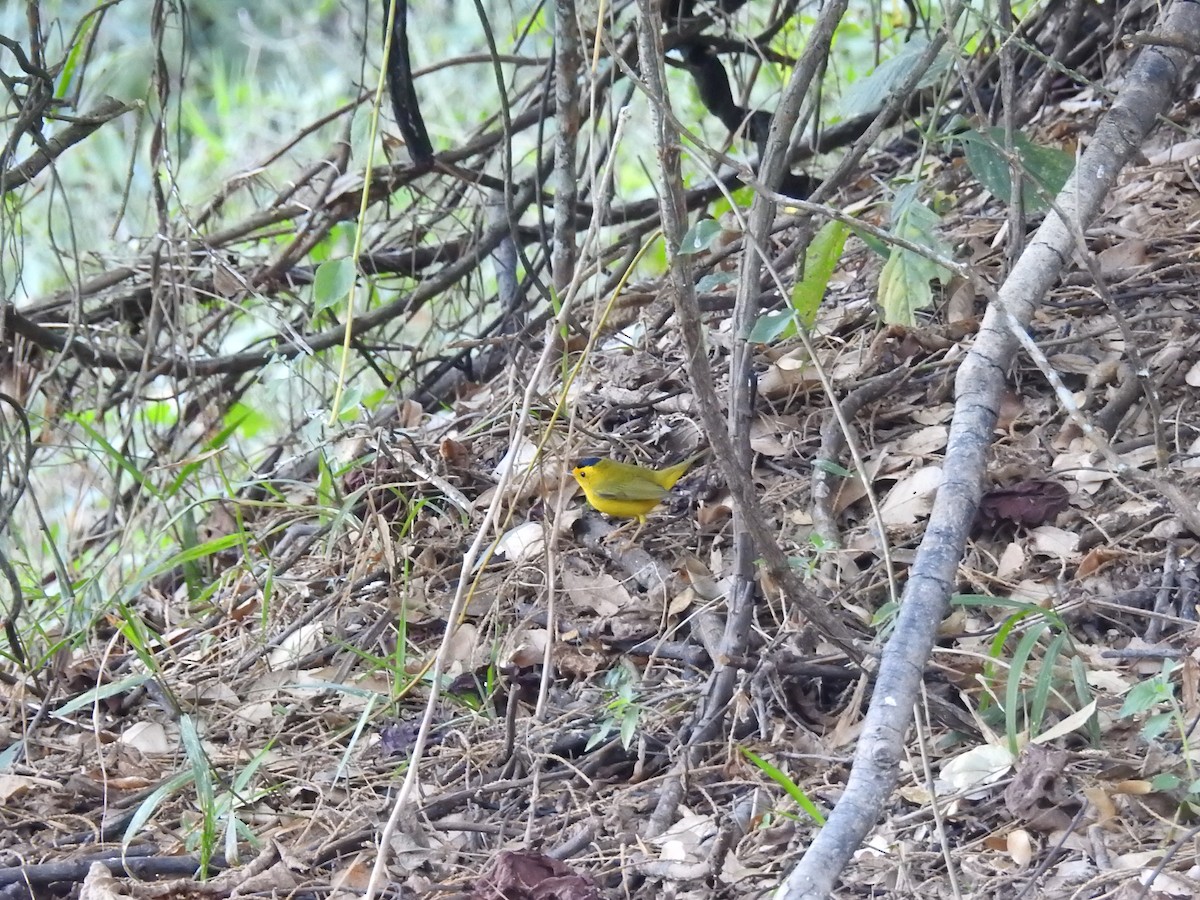 Wilson's Warbler - ML633680789