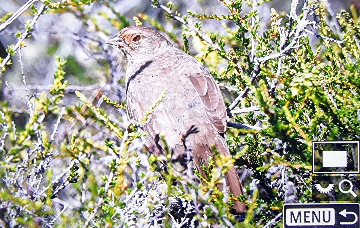 California Towhee - ML633680804