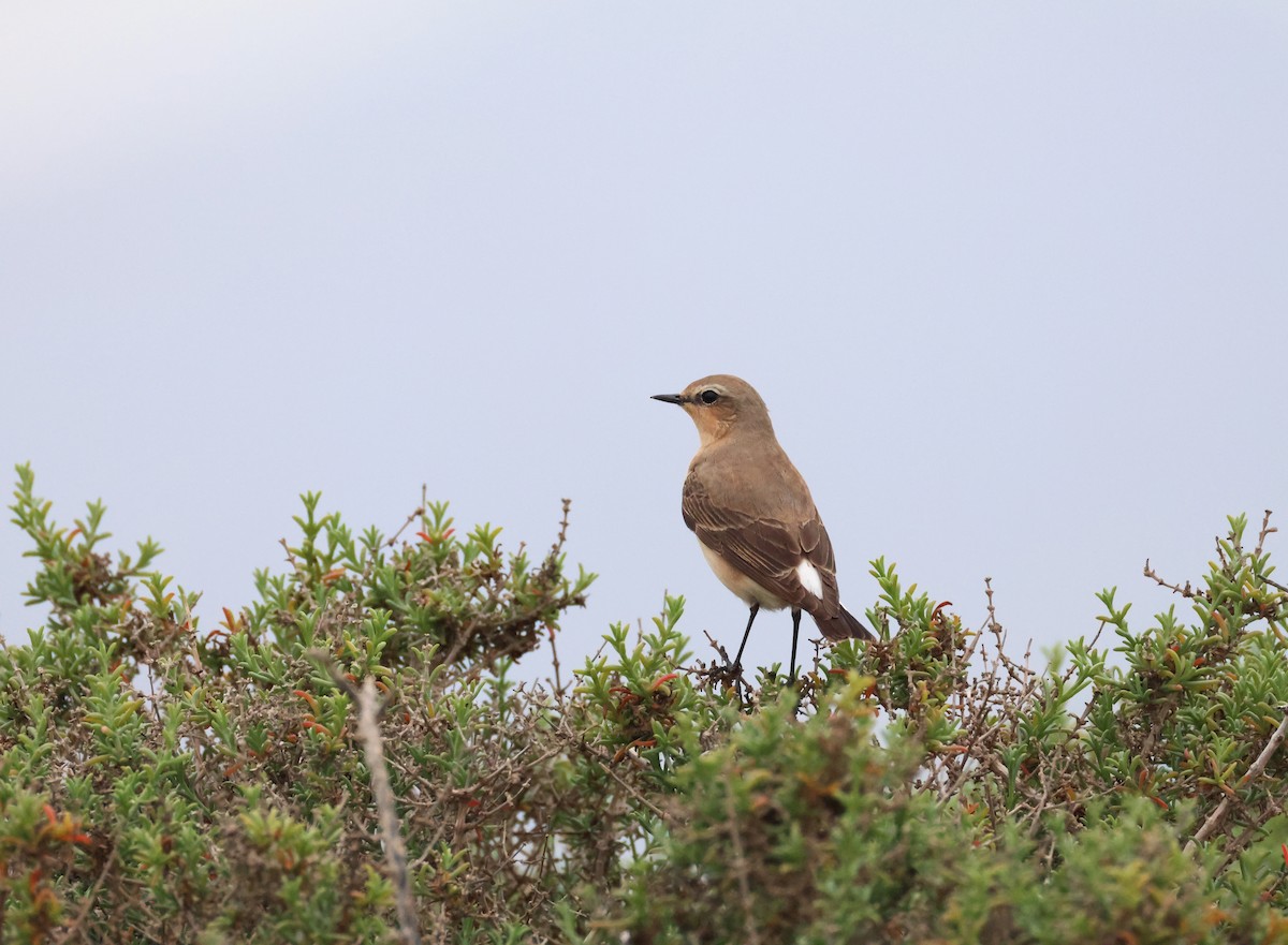 ハシグロヒタキ - ML633680809