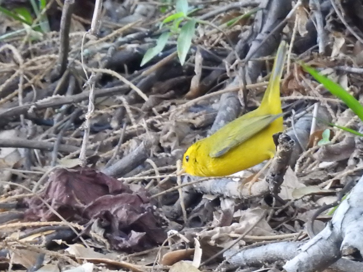 Wilson's Warbler - ML633680831