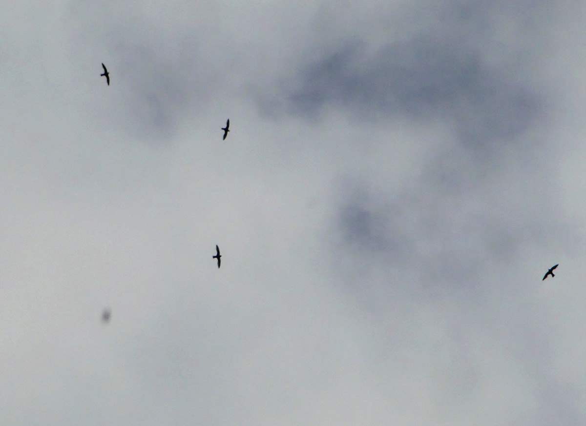 White-collared Swift - Pablo Cortes Torres