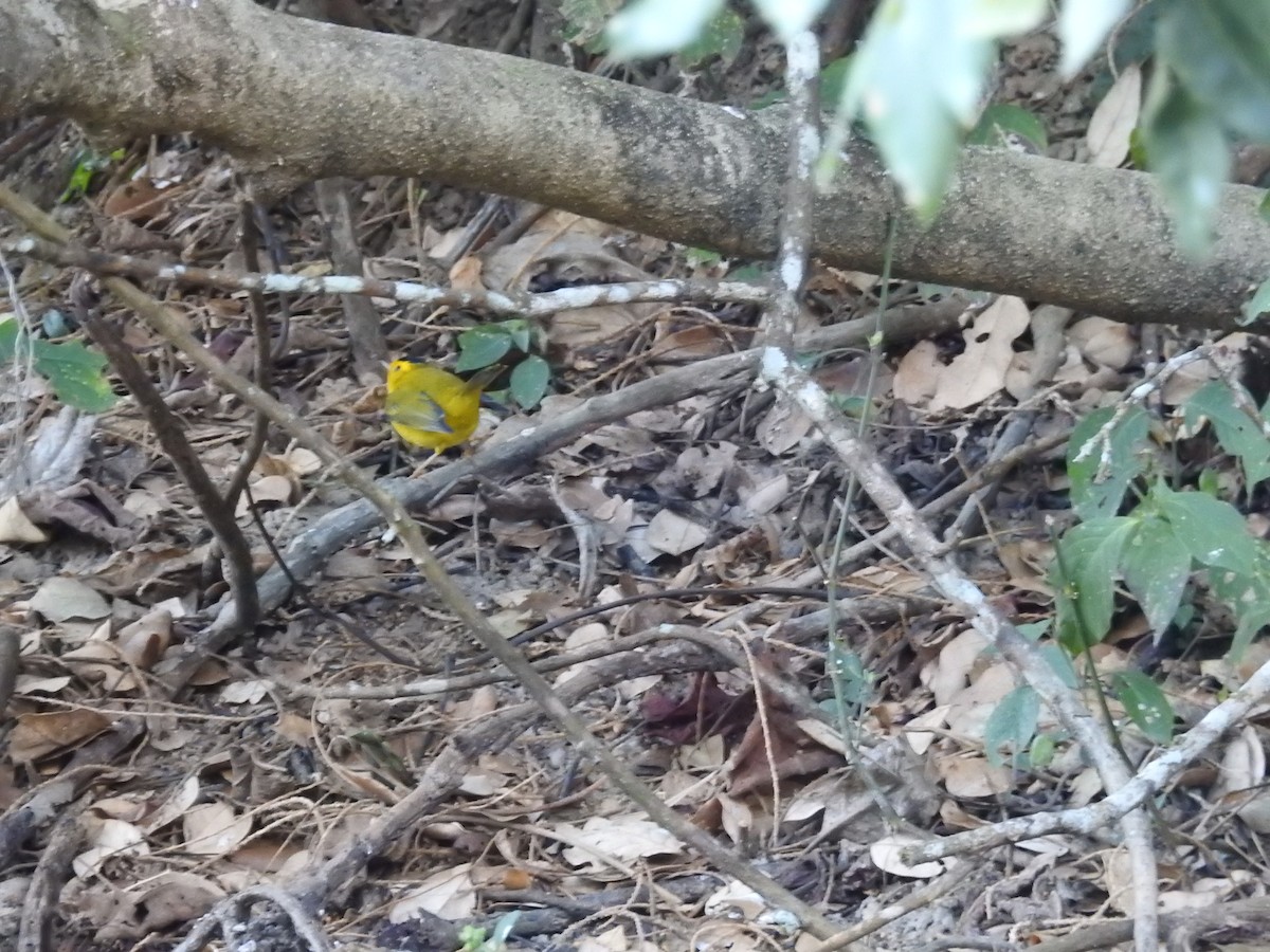 Wilson's Warbler - ML633680850