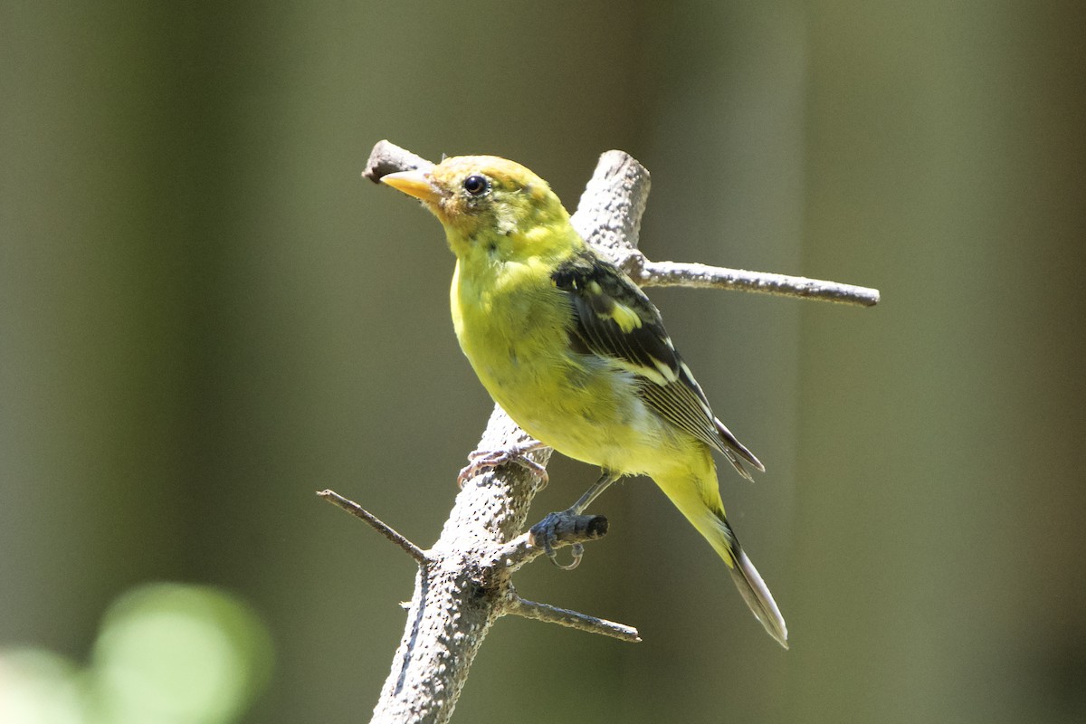 Western Tanager - ML633680859