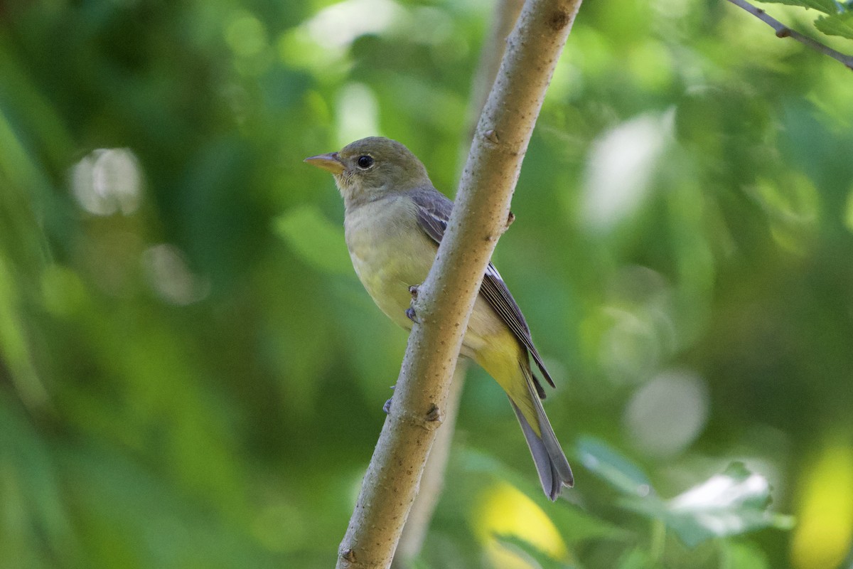 Western Tanager - ML633680860