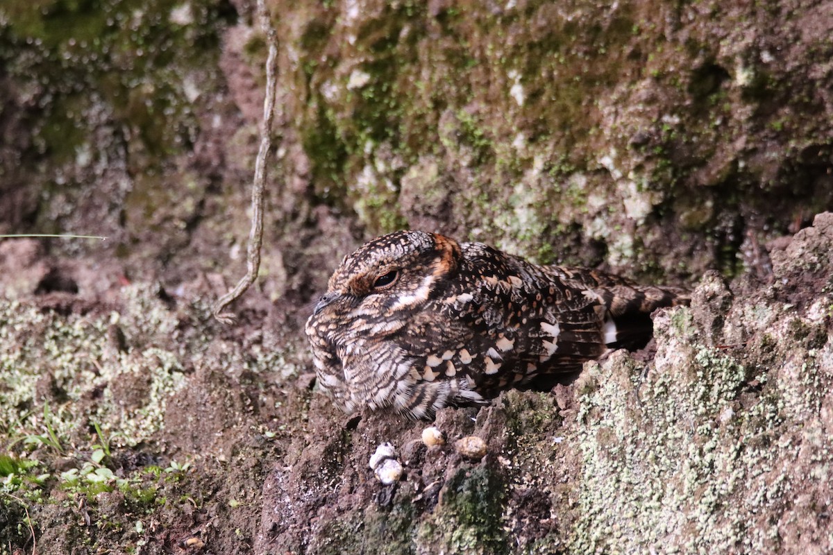 Band-winged Nightjar - ML633680878