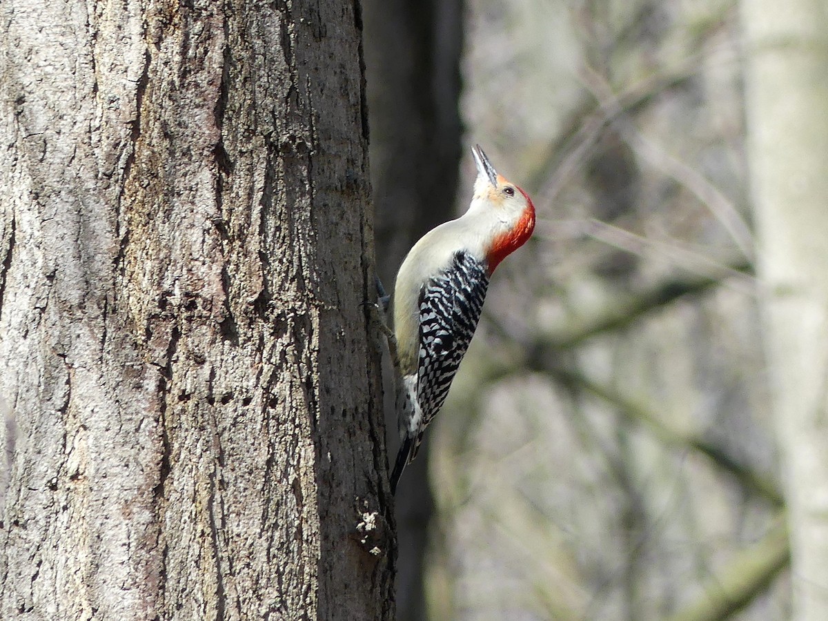 Red-bellied Woodpecker - ML633680886