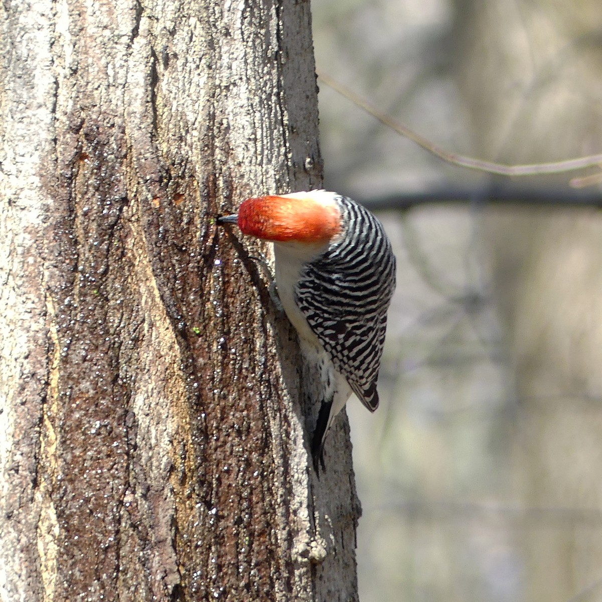 Red-bellied Woodpecker - ML633680887