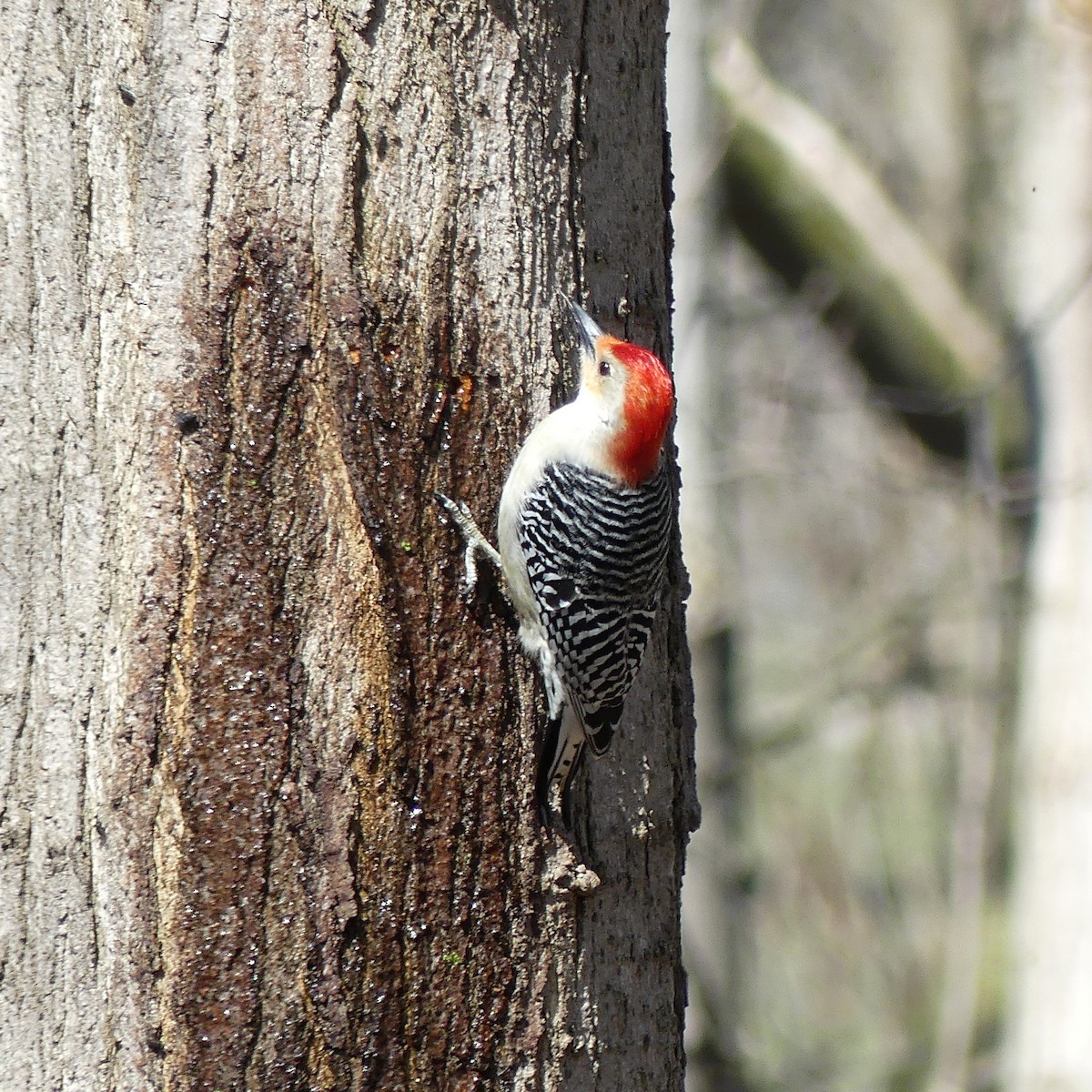 Red-bellied Woodpecker - ML633680888