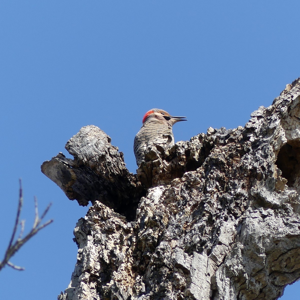 Northern Flicker - ML633680898