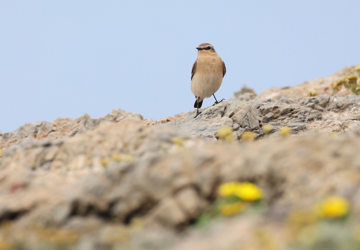 ハシグロヒタキ - ML633680899