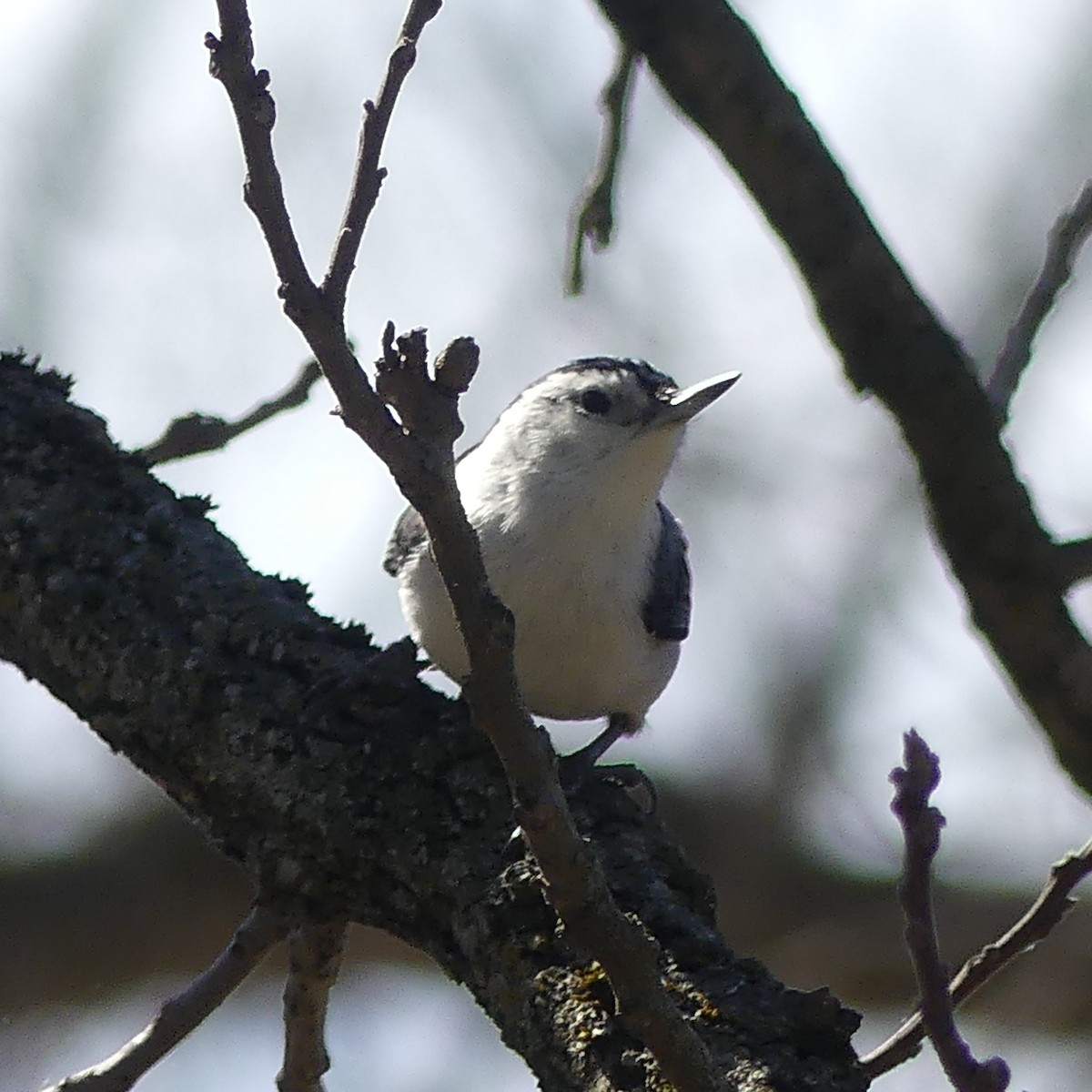 White-breasted Nuthatch - ML633680904