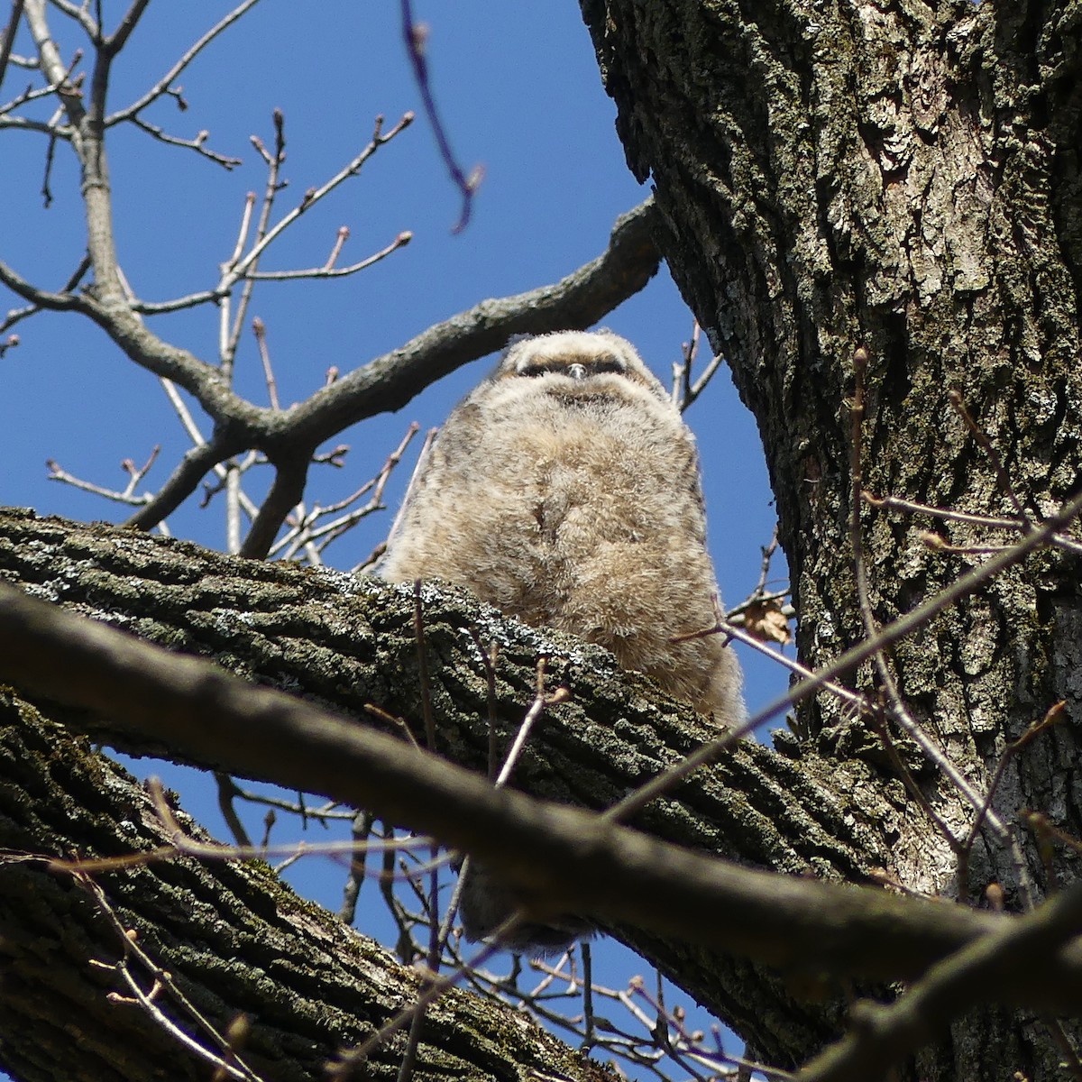 Great Horned Owl - ML633680908