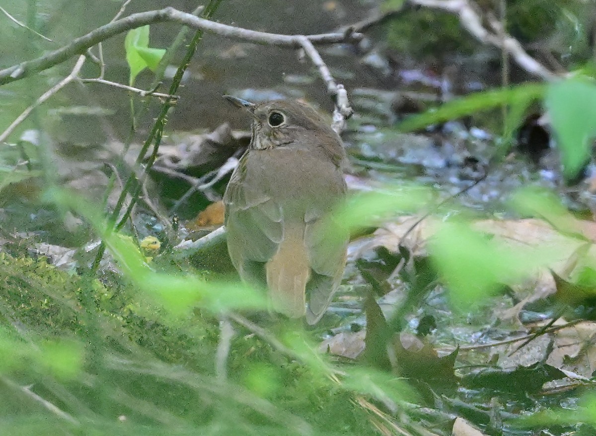 Hermit Thrush - ML633681018