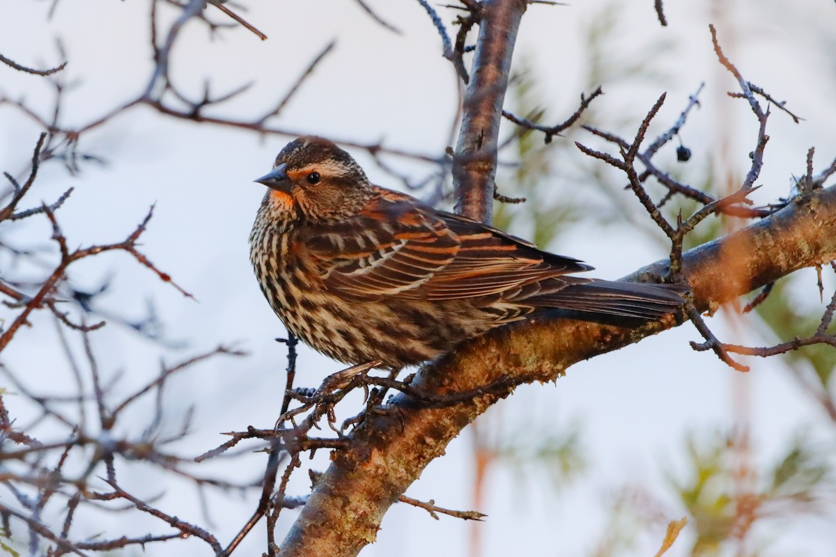 Red-winged Blackbird - ML633681026