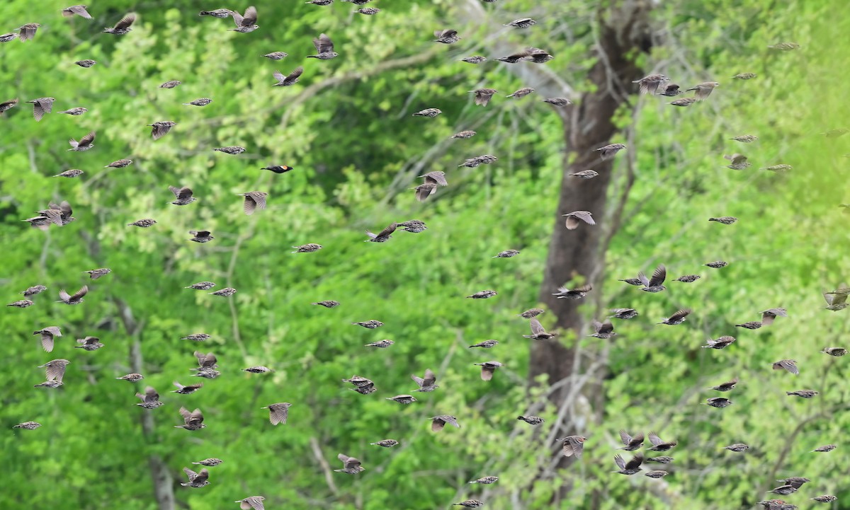 Red-winged Blackbird - ML633681027