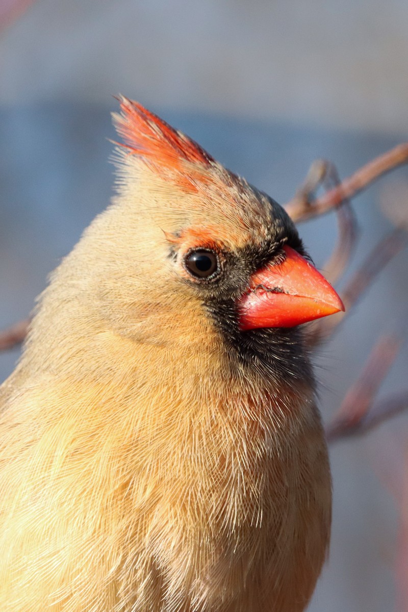 Northern Cardinal - ML633681040