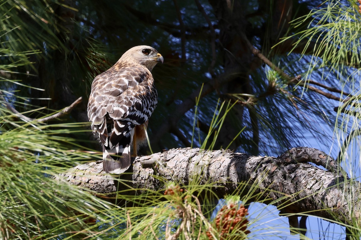 Red-shouldered Hawk (elegans) - ML633681041