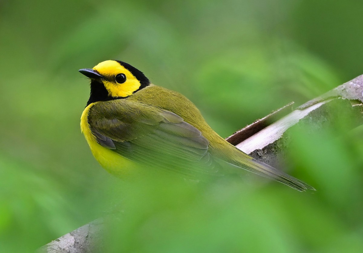 Hooded Warbler - ML633681059