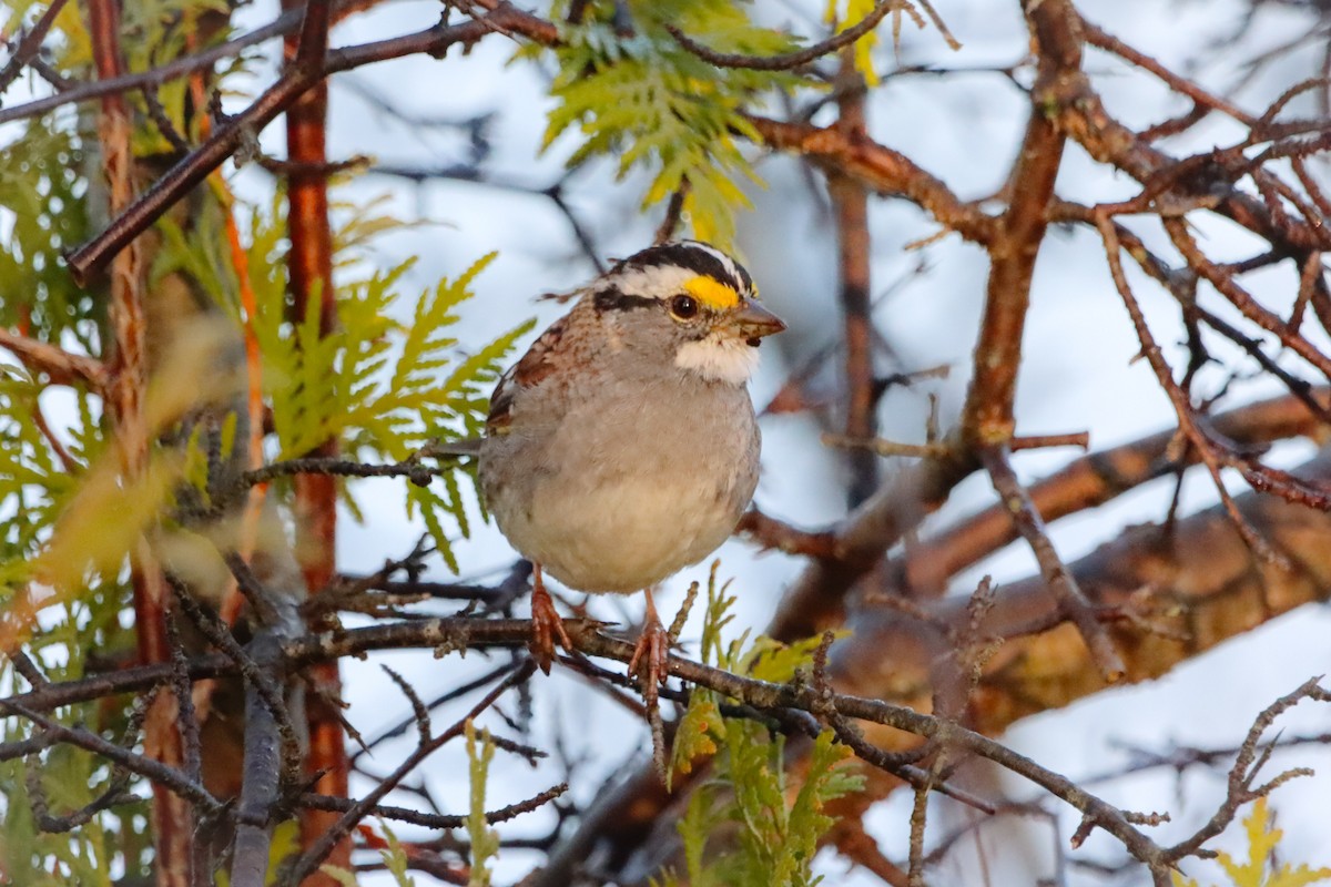 White-throated Sparrow - ML633681078