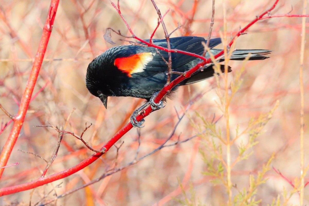 Red-winged Blackbird - ML633681096
