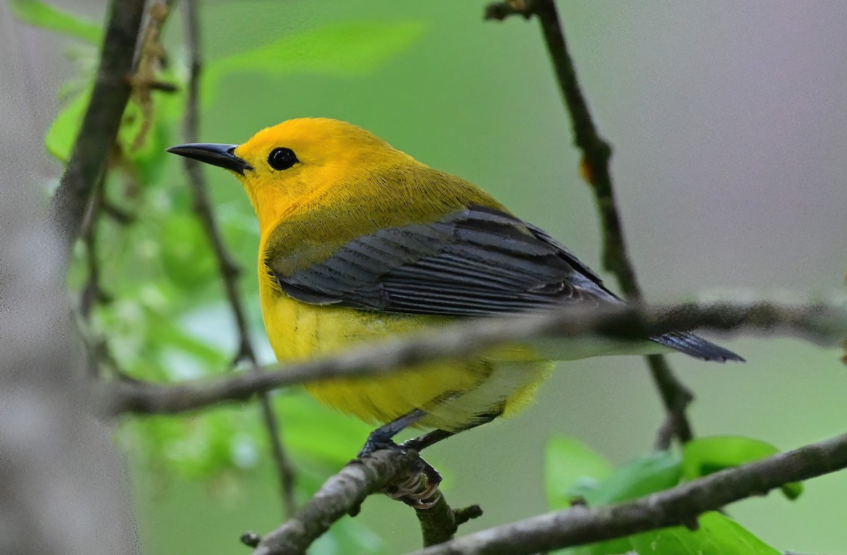 Prothonotary Warbler - ML633681111