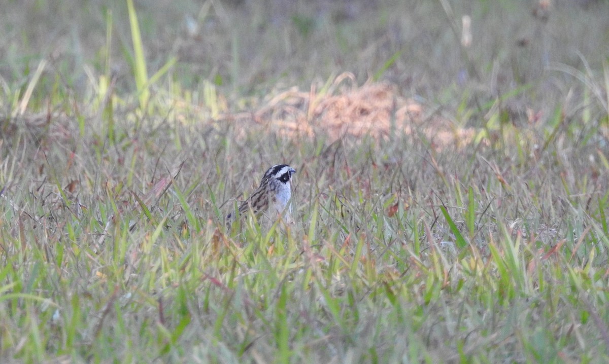 Stripe-headed Sparrow - ML633681124