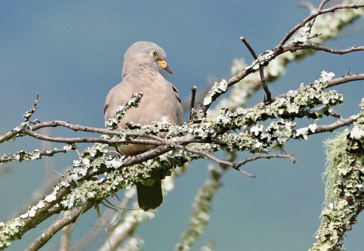 Croaking Ground Dove - ML633681217