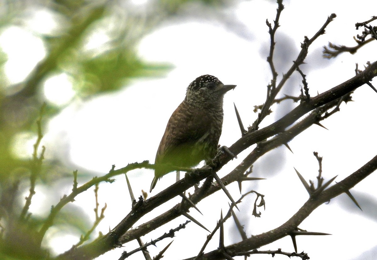 Ecuadorian Piculet - ML633681265