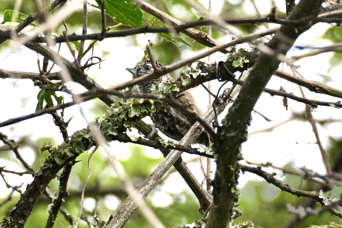 Ecuadorian Piculet - ML633681266