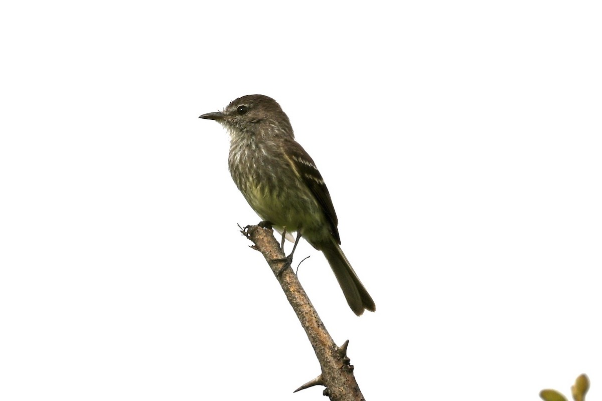 Mouse-gray Flycatcher - ML633681331