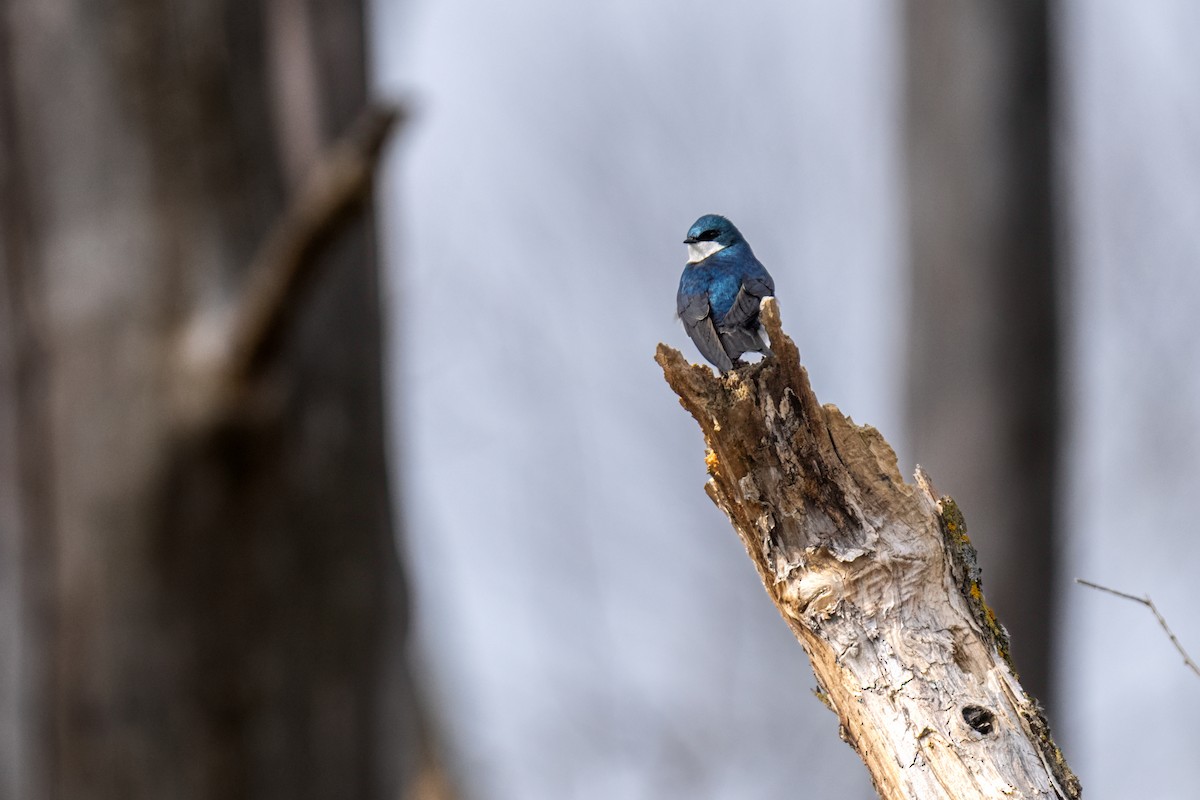 Tree Swallow - ML633681442
