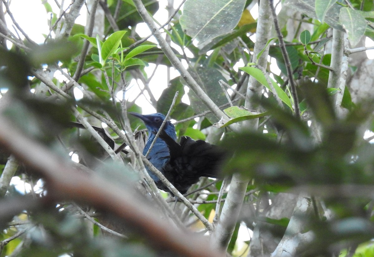 Blue Mockingbird - ML633681590