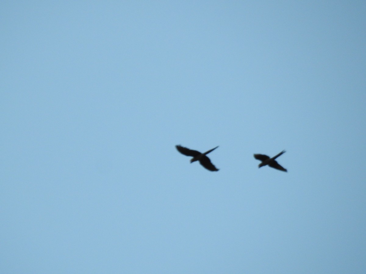 Military Macaw - ML633681690