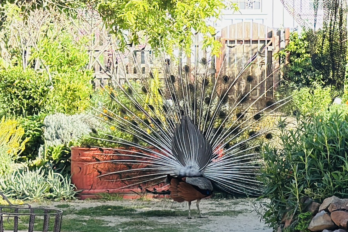 Indian Peafowl - Heather Anderson