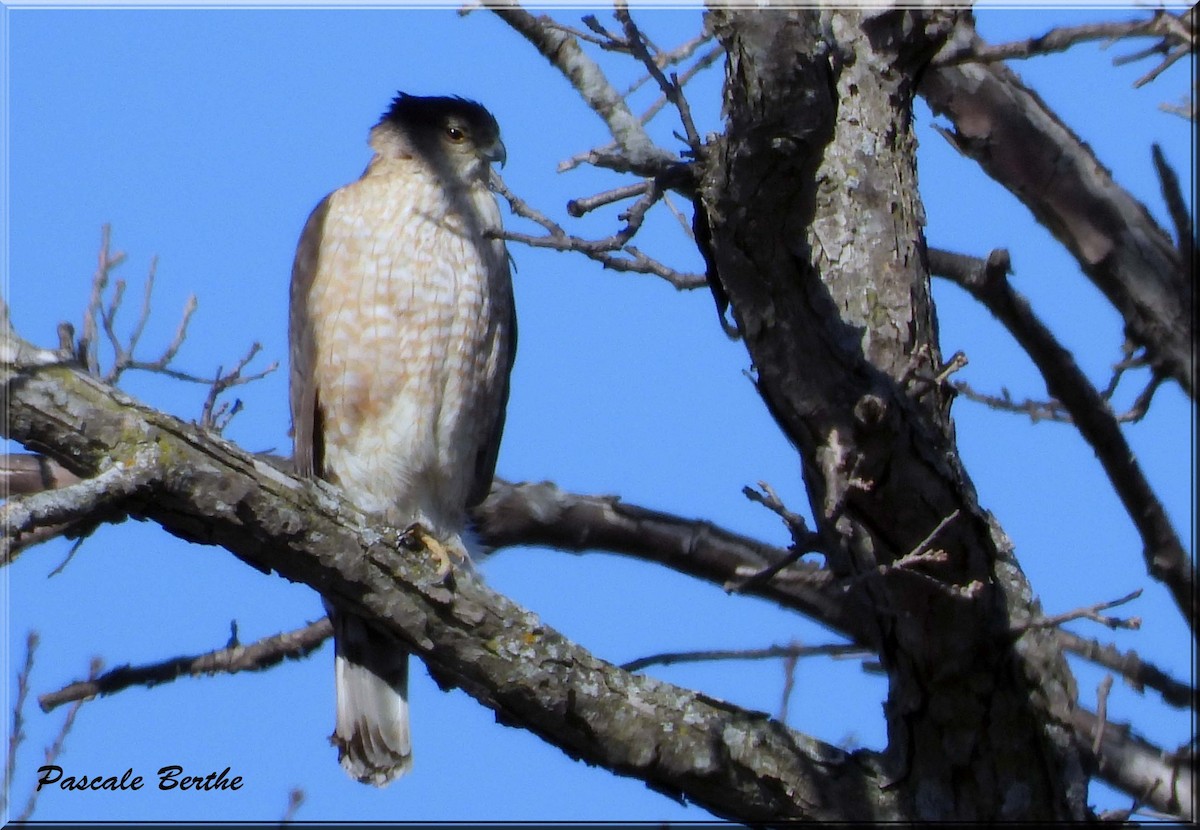 Cooper's Hawk - ML633681785