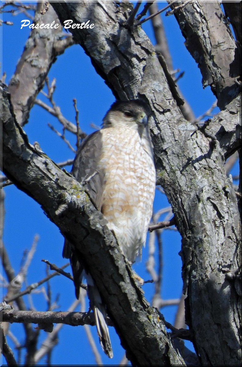 Cooper's Hawk - ML633681786