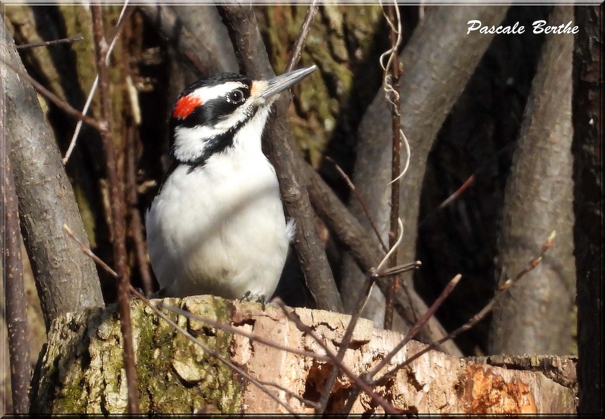 Hairy Woodpecker - ML633681798