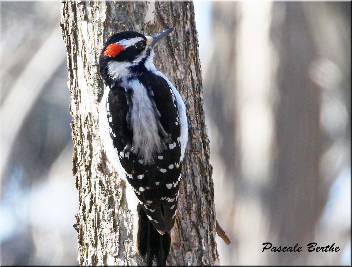 Hairy Woodpecker - ML633681799