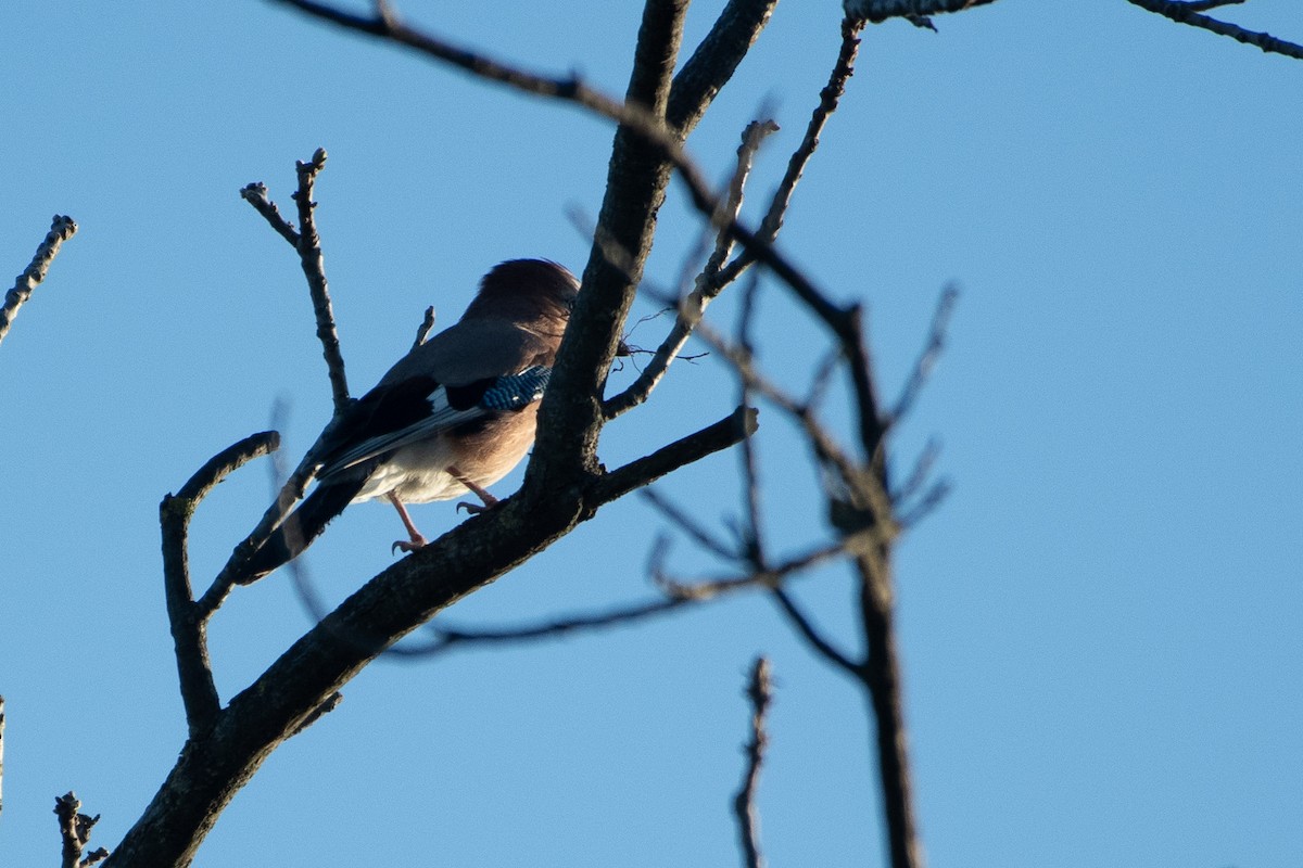 カケス - ML633681823