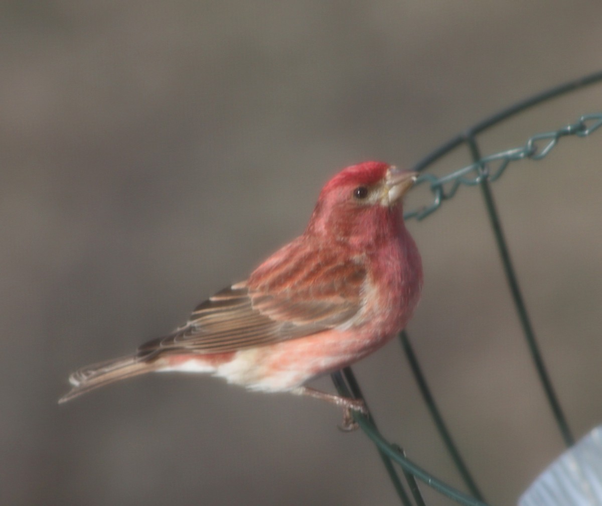 Purple Finch - ML633681922