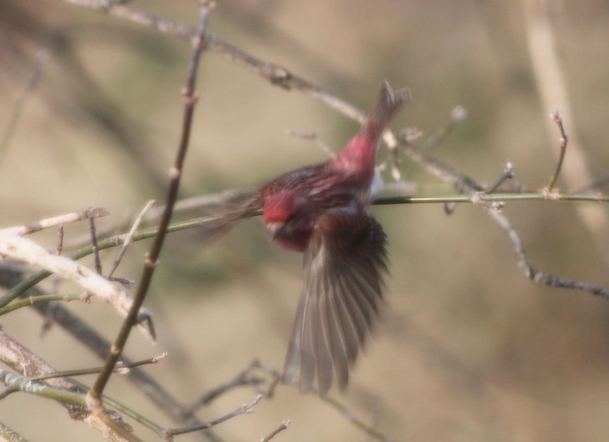 Purple Finch - ML633681929