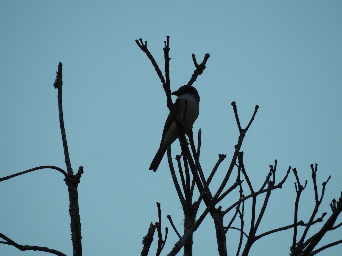 Thick-billed Kingbird - ML633681937