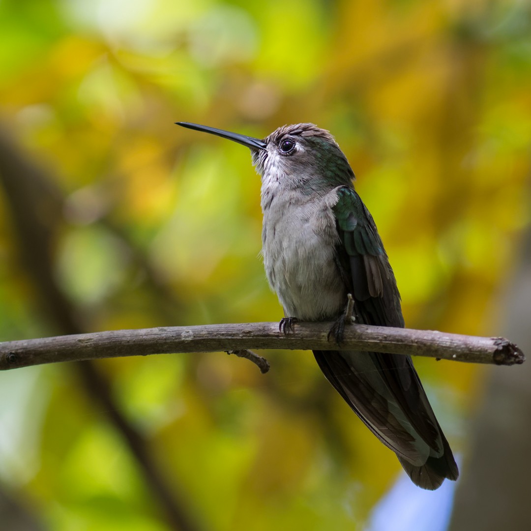 Outcrop Sabrewing - ML633682114