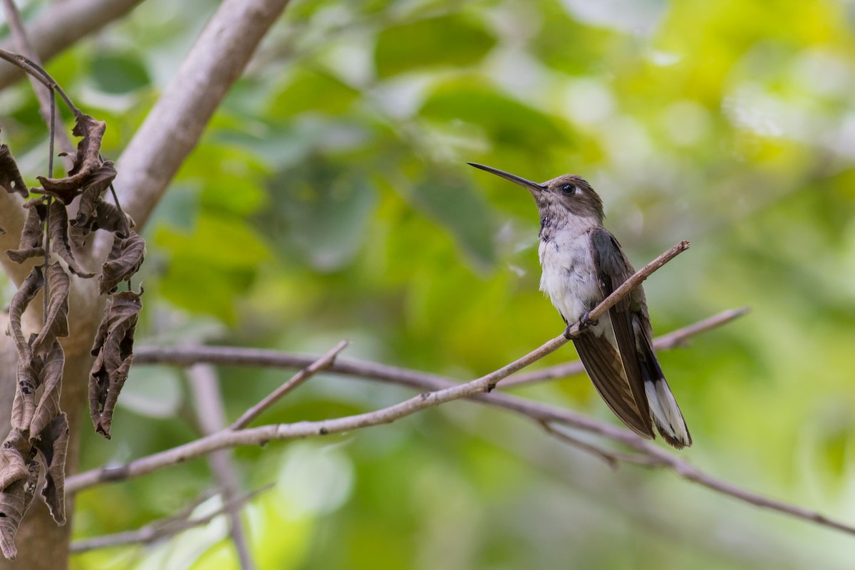 Outcrop Sabrewing - ML633682119