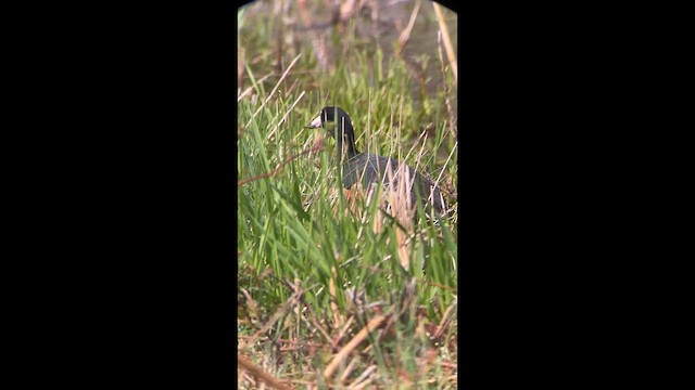 American Coot - ML633682207