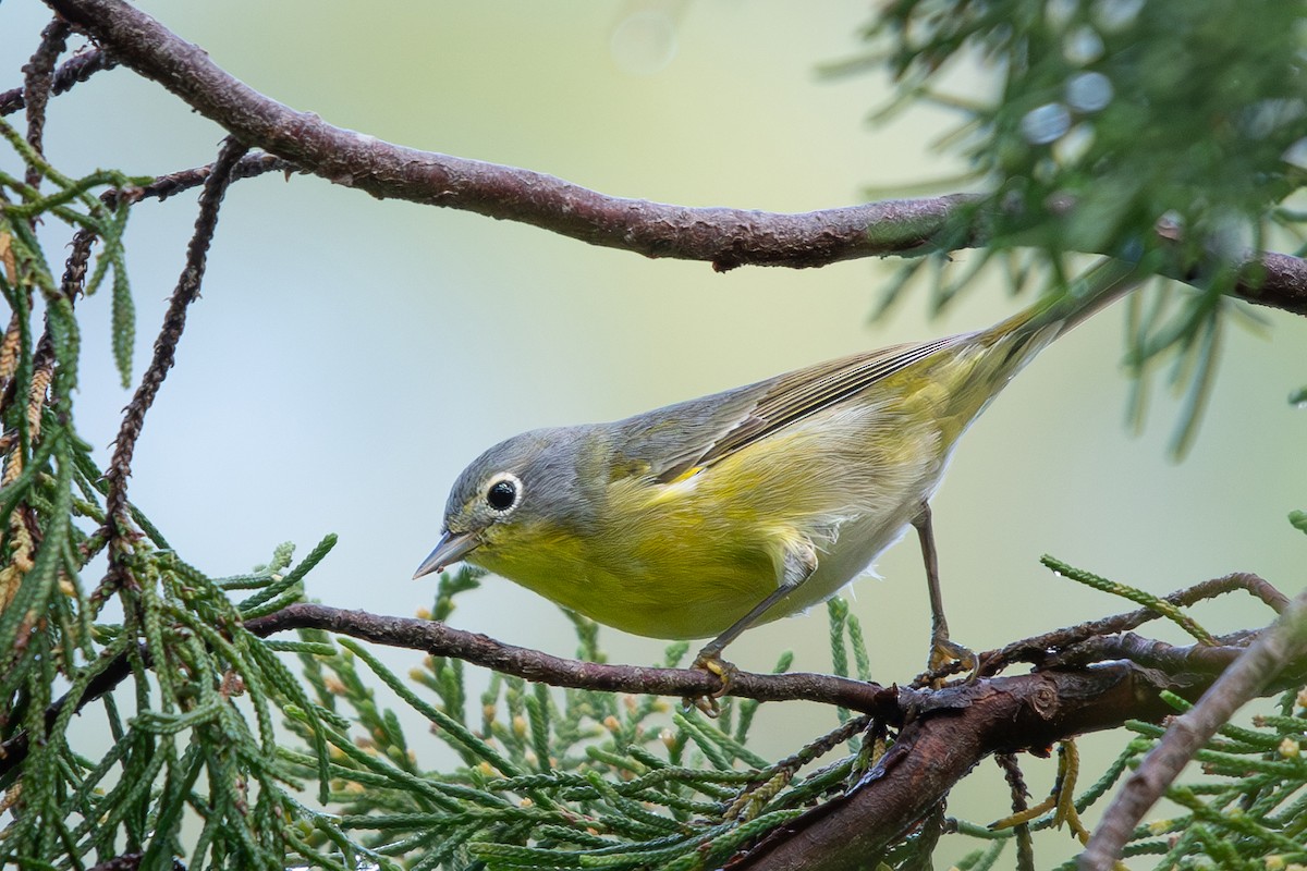 Nashville Warbler - ML633682272